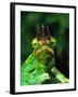 Jackson's Chameleon, Native to Eastern Africa-David Northcott-Framed Photographic Print