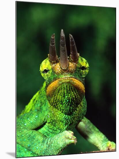 Jackson's Chameleon, Native to Eastern Africa-David Northcott-Mounted Photographic Print