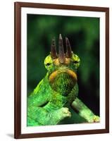 Jackson's Chameleon, Native to Eastern Africa-David Northcott-Framed Photographic Print