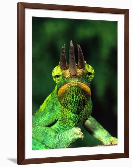 Jackson's Chameleon, Native to Eastern Africa-David Northcott-Framed Photographic Print