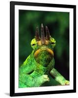 Jackson's Chameleon, Native to Eastern Africa-David Northcott-Framed Photographic Print