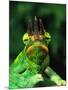 Jackson's Chameleon, Native to Eastern Africa-David Northcott-Mounted Photographic Print