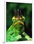 Jackson's Chameleon, Native to Eastern Africa-David Northcott-Framed Photographic Print