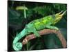 Jackson's Chameleon, Native to Eastern Africa-David Northcott-Stretched Canvas