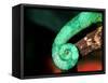 Jackson's Chameleon Tail, Native to Eastern Africa-David Northcott-Framed Stretched Canvas