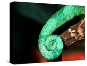 Jackson's Chameleon Tail, Native to Eastern Africa-David Northcott-Stretched Canvas