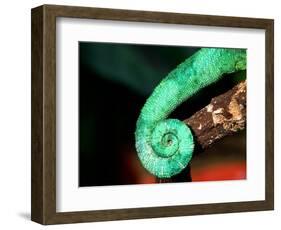 Jackson's Chameleon Tail, Native to Eastern Africa-David Northcott-Framed Photographic Print