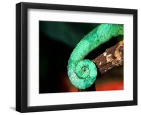 Jackson's Chameleon Tail, Native to Eastern Africa-David Northcott-Framed Photographic Print