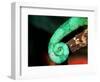 Jackson's Chameleon Tail, Native to Eastern Africa-David Northcott-Framed Photographic Print