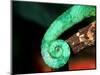 Jackson's Chameleon Tail, Native to Eastern Africa-David Northcott-Mounted Photographic Print