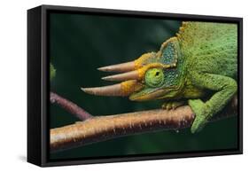 Jackson's Chameleon-DLILLC-Framed Stretched Canvas