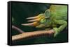 Jackson's Chameleon-DLILLC-Framed Stretched Canvas