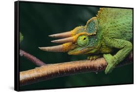 Jackson's Chameleon-DLILLC-Framed Stretched Canvas