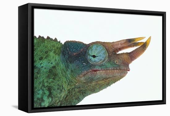 Jackson's Chameleon-DLILLC-Framed Stretched Canvas