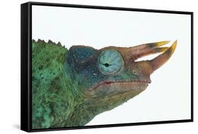 Jackson's Chameleon-DLILLC-Framed Stretched Canvas