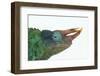 Jackson's Chameleon-DLILLC-Framed Photographic Print