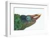 Jackson's Chameleon-DLILLC-Framed Photographic Print