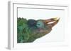 Jackson's Chameleon-DLILLC-Framed Photographic Print