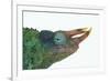 Jackson's Chameleon-DLILLC-Framed Photographic Print