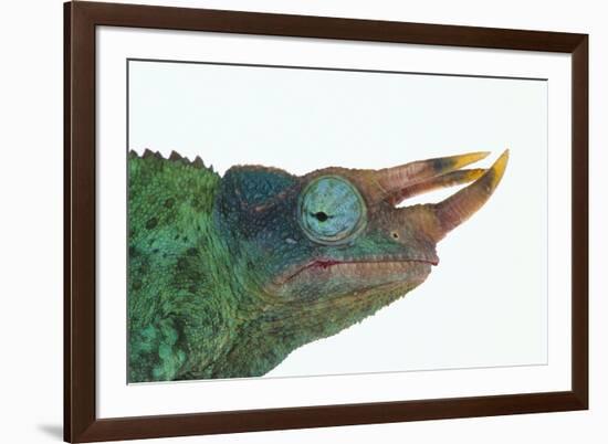 Jackson's Chameleon-DLILLC-Framed Photographic Print