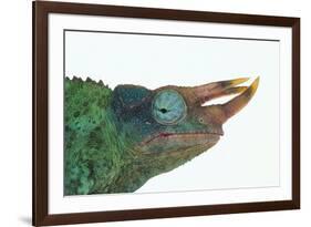 Jackson's Chameleon-DLILLC-Framed Photographic Print