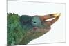 Jackson's Chameleon-DLILLC-Mounted Photographic Print