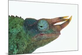 Jackson's Chameleon-DLILLC-Mounted Photographic Print