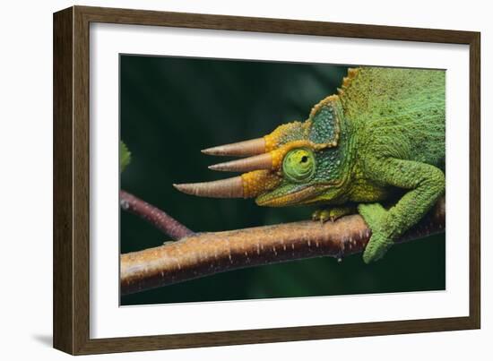 Jackson's Chameleon-DLILLC-Framed Photographic Print