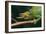 Jackson's Chameleon-DLILLC-Framed Photographic Print