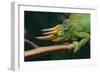 Jackson's Chameleon-DLILLC-Framed Photographic Print