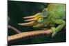 Jackson's Chameleon-DLILLC-Mounted Photographic Print