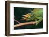 Jackson's Chameleon-DLILLC-Framed Photographic Print