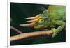 Jackson's Chameleon-DLILLC-Framed Photographic Print