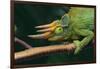 Jackson's Chameleon-DLILLC-Framed Photographic Print