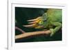 Jackson's Chameleon-DLILLC-Framed Photographic Print