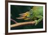 Jackson's Chameleon-DLILLC-Framed Photographic Print