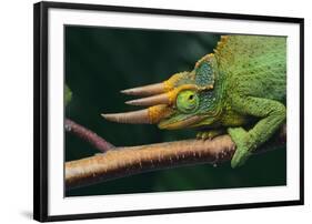 Jackson's Chameleon-DLILLC-Framed Photographic Print