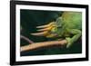 Jackson's Chameleon-DLILLC-Framed Photographic Print