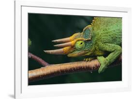 Jackson's Chameleon-DLILLC-Framed Photographic Print