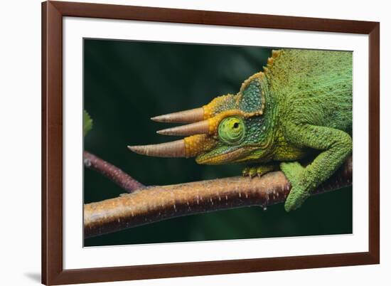 Jackson's Chameleon-DLILLC-Framed Photographic Print