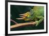 Jackson's Chameleon-DLILLC-Framed Photographic Print