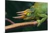 Jackson's Chameleon-DLILLC-Mounted Photographic Print