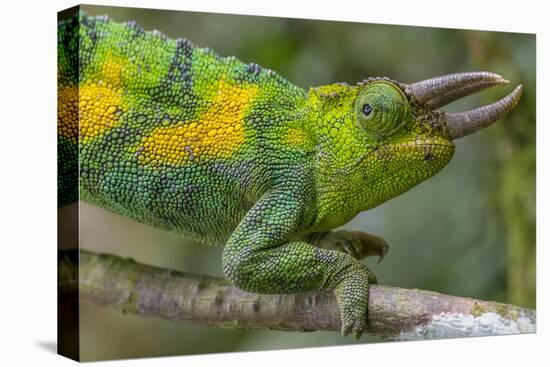 Jackson's three-horned chameleon, Bwindi Impenetrable National Park, Uganda-Art Wolfe-Stretched Canvas