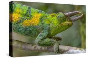 Jackson's three-horned chameleon, Bwindi Impenetrable National Park, Uganda-Art Wolfe-Stretched Canvas