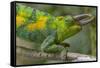 Jackson's three-horned chameleon, Bwindi Impenetrable National Park, Uganda-Art Wolfe-Framed Stretched Canvas