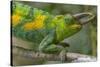 Jackson's three-horned chameleon, Bwindi Impenetrable National Park, Uganda-Art Wolfe-Stretched Canvas