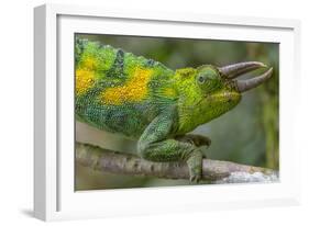 Jackson's three-horned chameleon, Bwindi Impenetrable National Park, Uganda-Art Wolfe-Framed Photographic Print