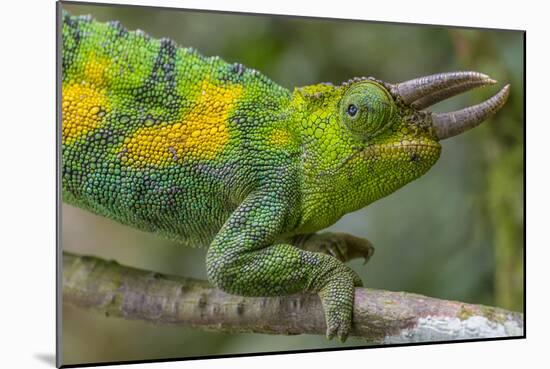 Jackson's three-horned chameleon, Bwindi Impenetrable National Park, Uganda-Art Wolfe-Mounted Photographic Print