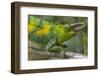 Jackson's three-horned chameleon, Bwindi Impenetrable National Park, Uganda-Art Wolfe-Framed Photographic Print