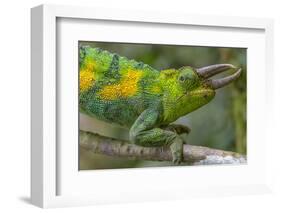 Jackson's three-horned chameleon, Bwindi Impenetrable National Park, Uganda-Art Wolfe-Framed Photographic Print